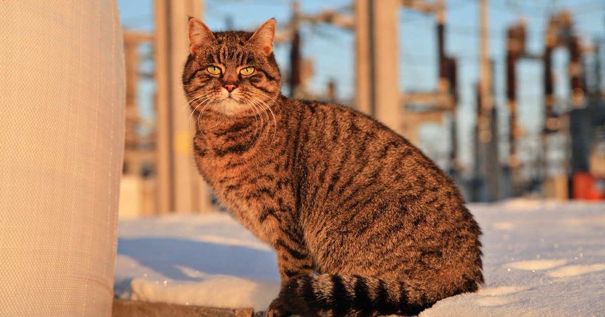 In Ukrenergo, they showed the cat Aza, who lives in a substation half-destroyed by the Russians.  PHOTO
