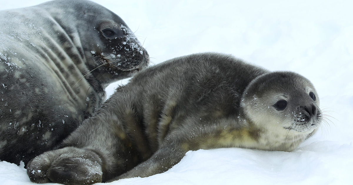 The first Weddell seal in a year was born near Vernadskyi