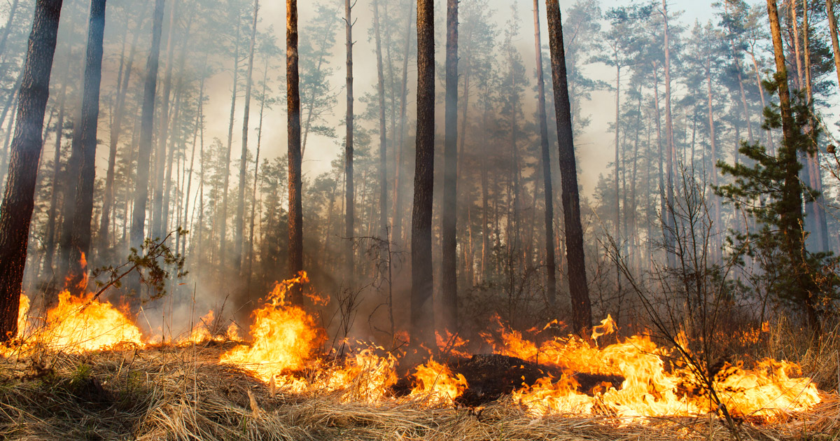 Since the beginning of the year, 20 people have died due to forest fires in Ukraine