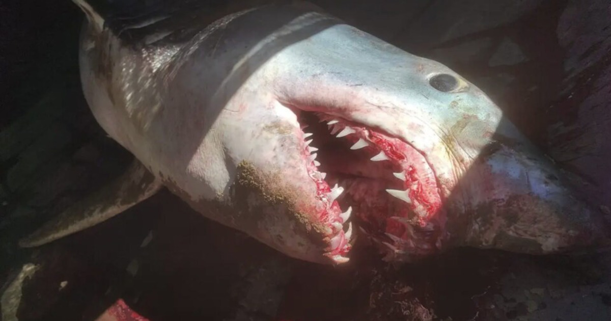 In Spain, a 200-kilogram shark with a bloody mouth washed up on the beach.  PHOTO