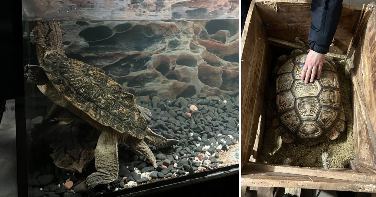 “Solomon’s decision”: the court decided to return the turtles to their owner, who kept them in terrible conditions