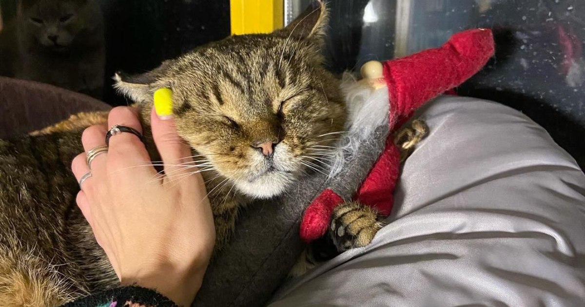 My heart couldn’t stand it: a cat died in a shelter in the Kyiv region due to massive shelling