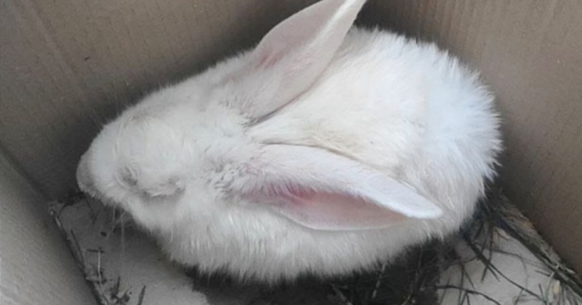 Rabbits tied in a garbage bag were found in Kyiv: one survived