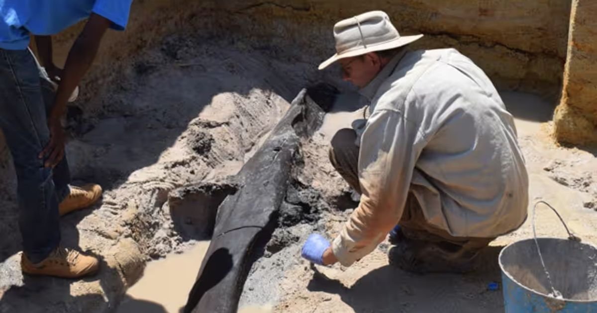 In Africa, archaeologists found a wooden structure almost half a million years old.  PHOTO