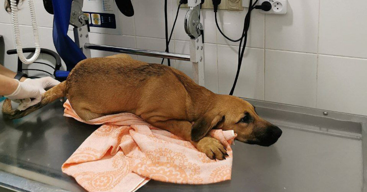 In Kyiv, a dog was thrown from the sixth floor, but he survived – animal rights activists