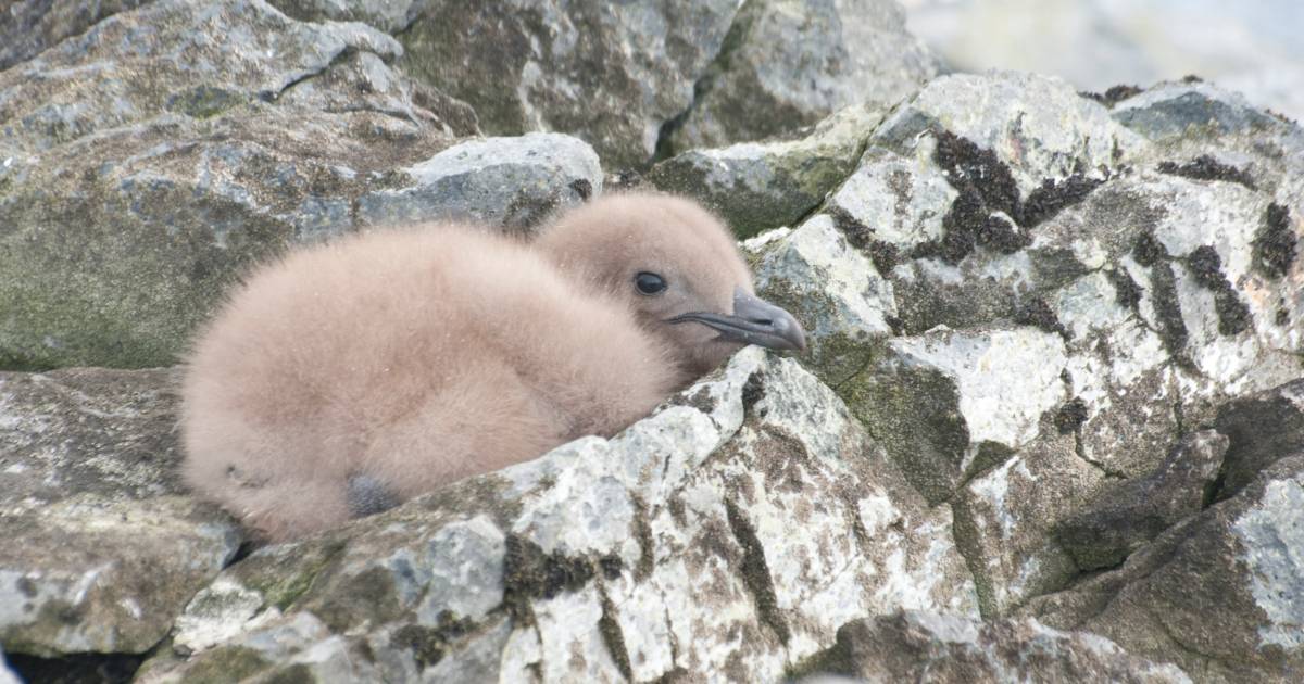 Fluffy and cute: polar explorers showed the chick of the main predator of Antarctica.  VIDEO