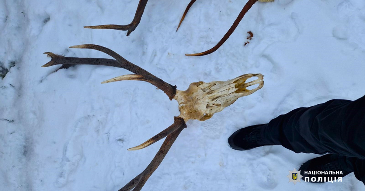 The remains of a killed red deer were found in the Prykarpattia reserve: the police opened a case