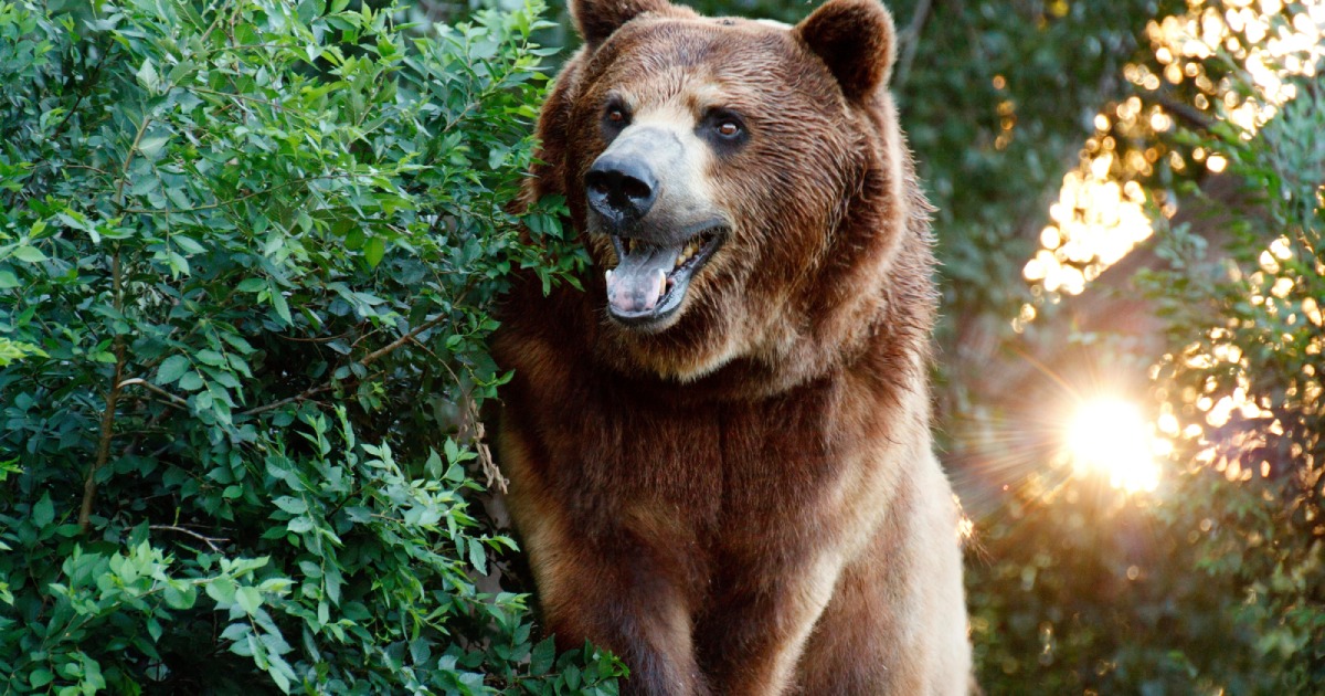 In Italy, the police killed a “dangerous to humans” bear: animal rights activists are threatening protests