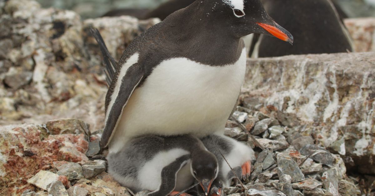 A real baby boom is expected at “Vernadsky”: 750 penguins have already been born.  PHOTO