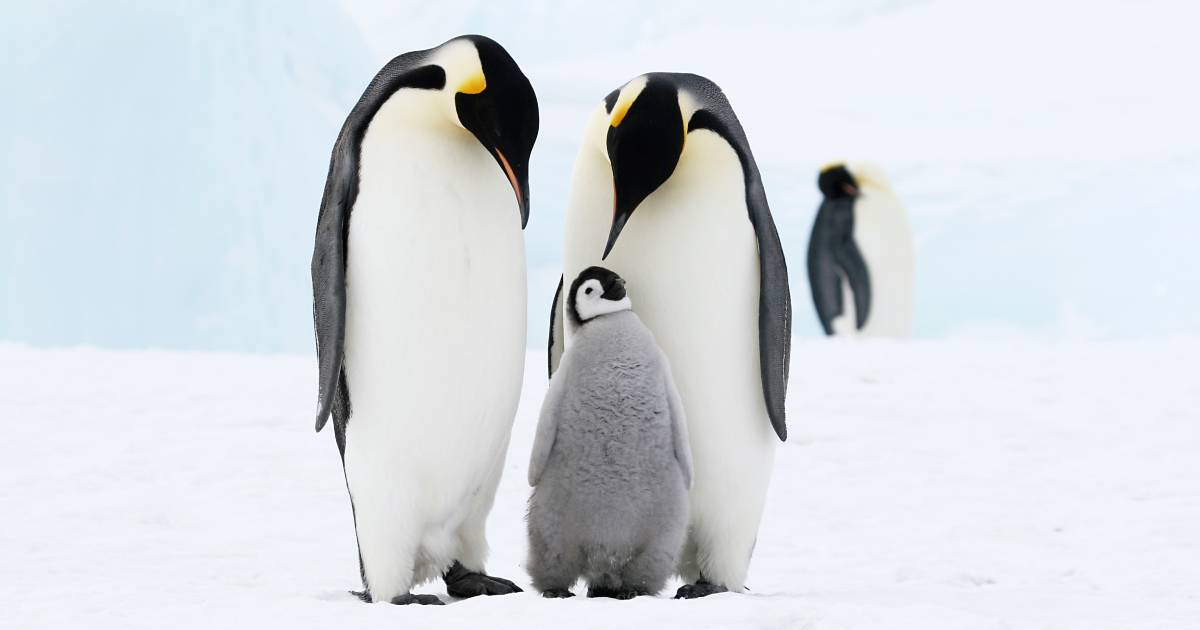 In Antarctica, as a result of global warming, thousands of emperor penguin chicks died – scientists