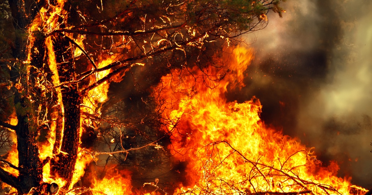 Forest fires release chemicals from the soil that can cause cancer – scientists