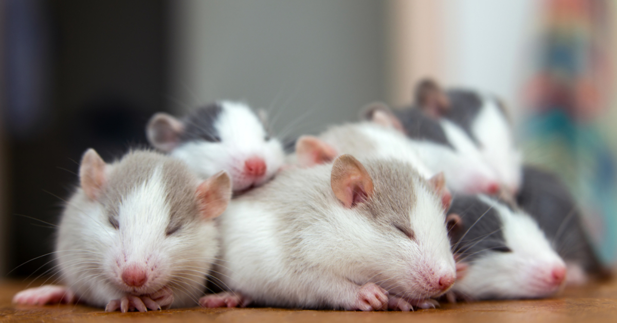 In Japan, scientists managed to breed mice from same-sex parents: what will this discovery change?