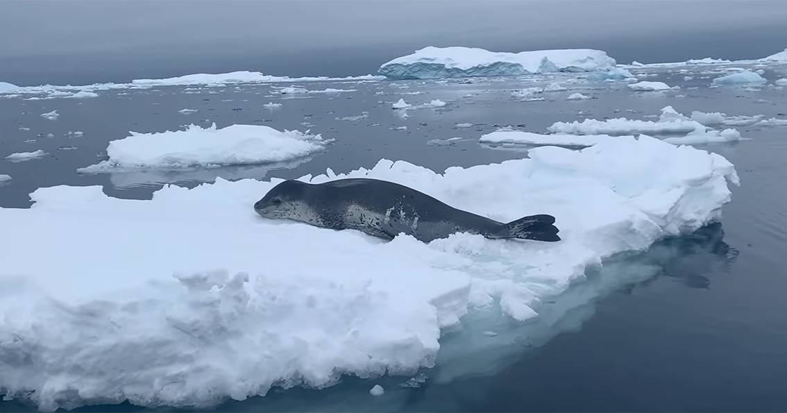 Polar scientists showed a female leopard hunting penguin cubs.  VIDEO