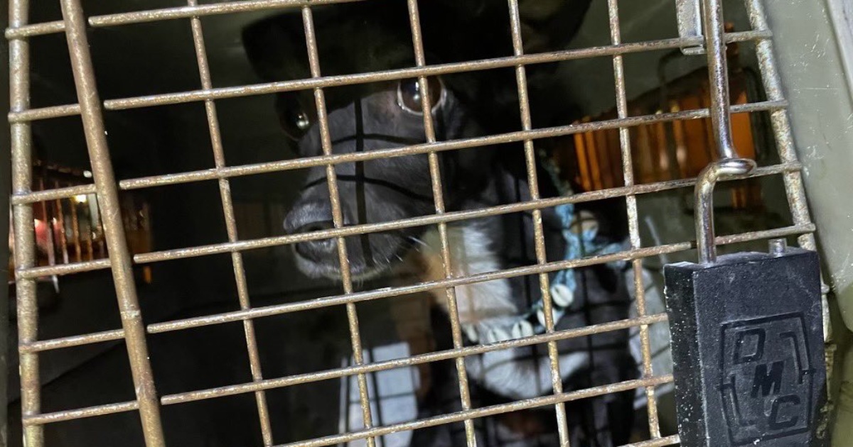 Maya, a dog lost at the airport three weeks ago, was found alive in Atlanta