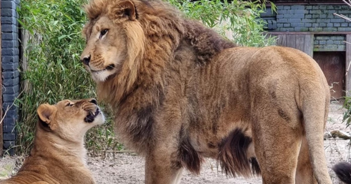 “Love is in the air”: a rescued Ukrainian lioness found a mate in the Netherlands.  PHOTO
