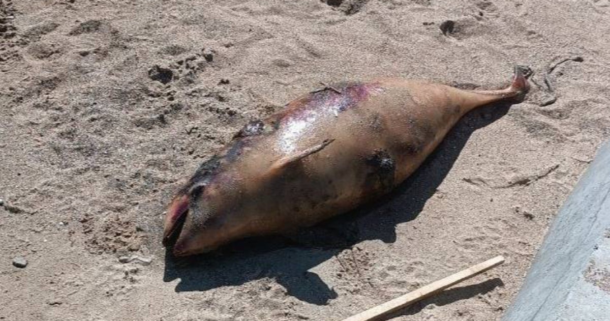 The invaders are destroying the ecosystem of Mariupol: dead dolphins were spotted on the coast.  PHOTO