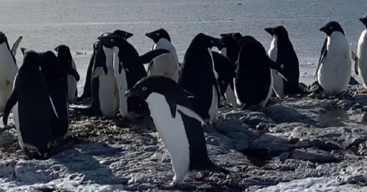 They can accelerate up to 6 km/h: polar explorers have shown how penguins ride on their stomachs.  VIDEO