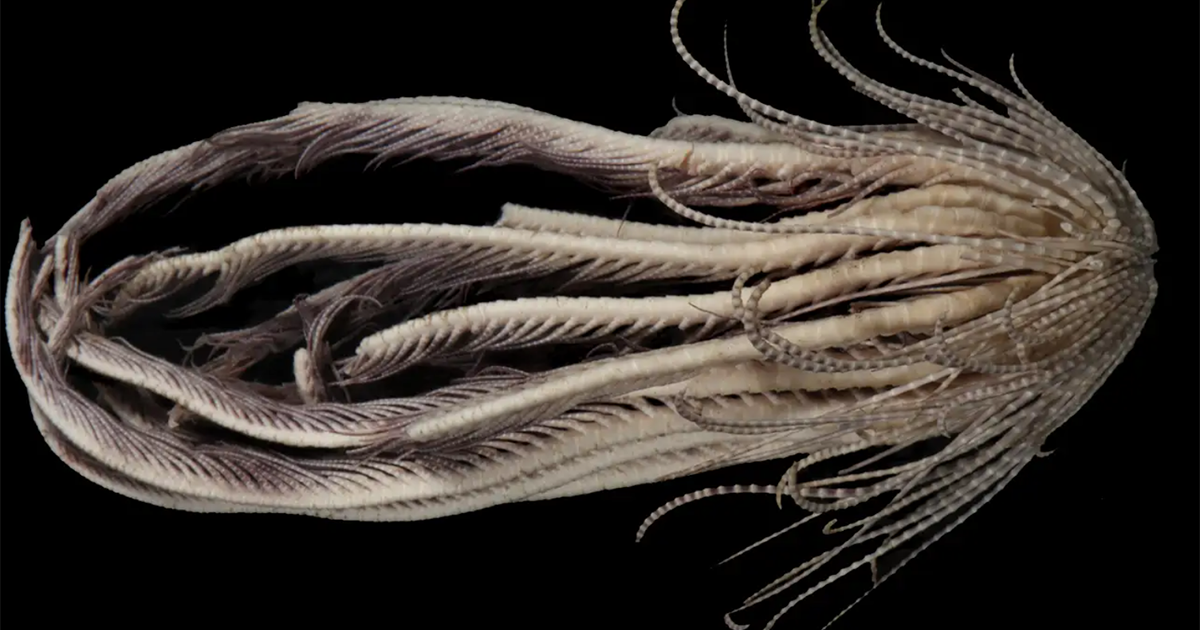 A creature with 20 “arms”: scientists have identified a new species of sea lilies.  PHOTO