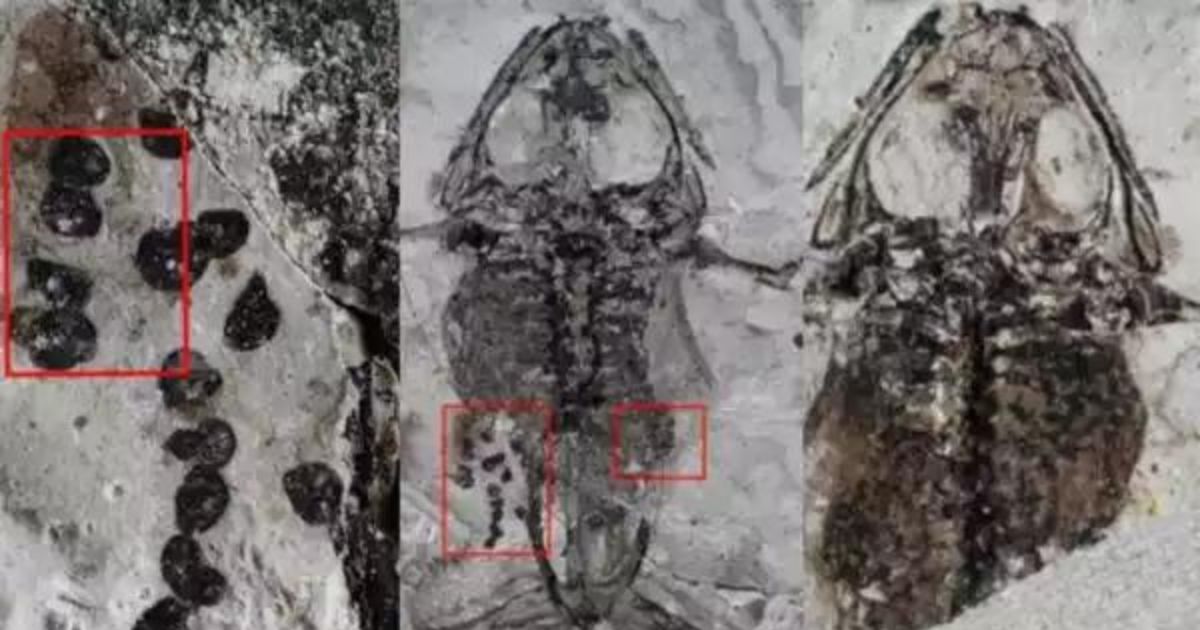 Fossils of a pregnant frog more than 100 million years old have been found in China