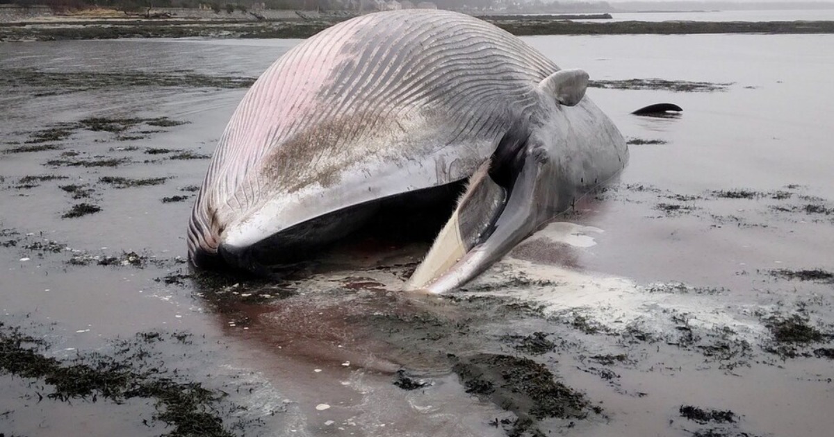 In Great Britain, a rare 18-meter whale washed ashore during a storm.  PHOTO