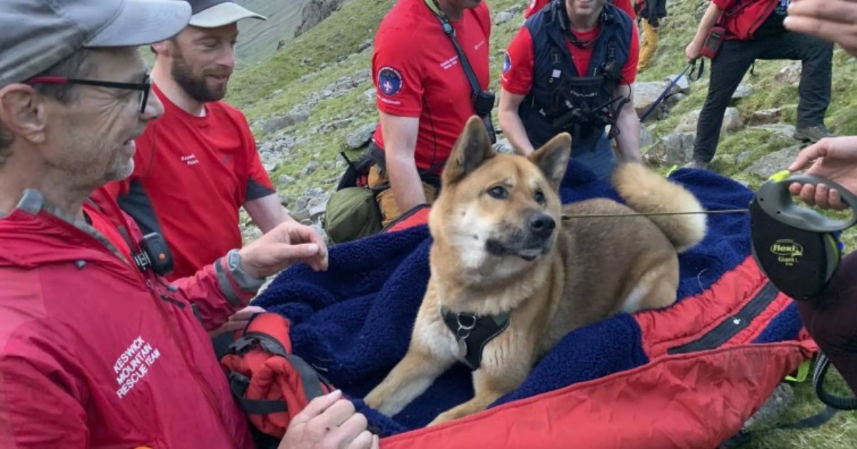 In England, they saved a dog that could not descend from the highest mountain.  PHOTO