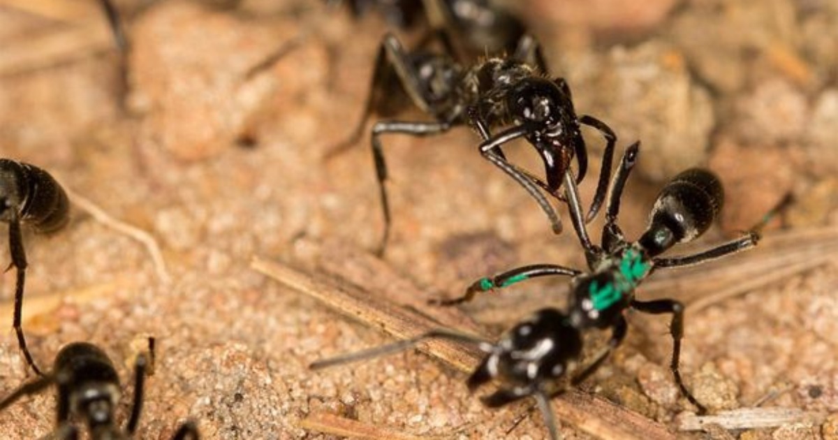 African ants can secrete antibiotics to treat infected wounds – study