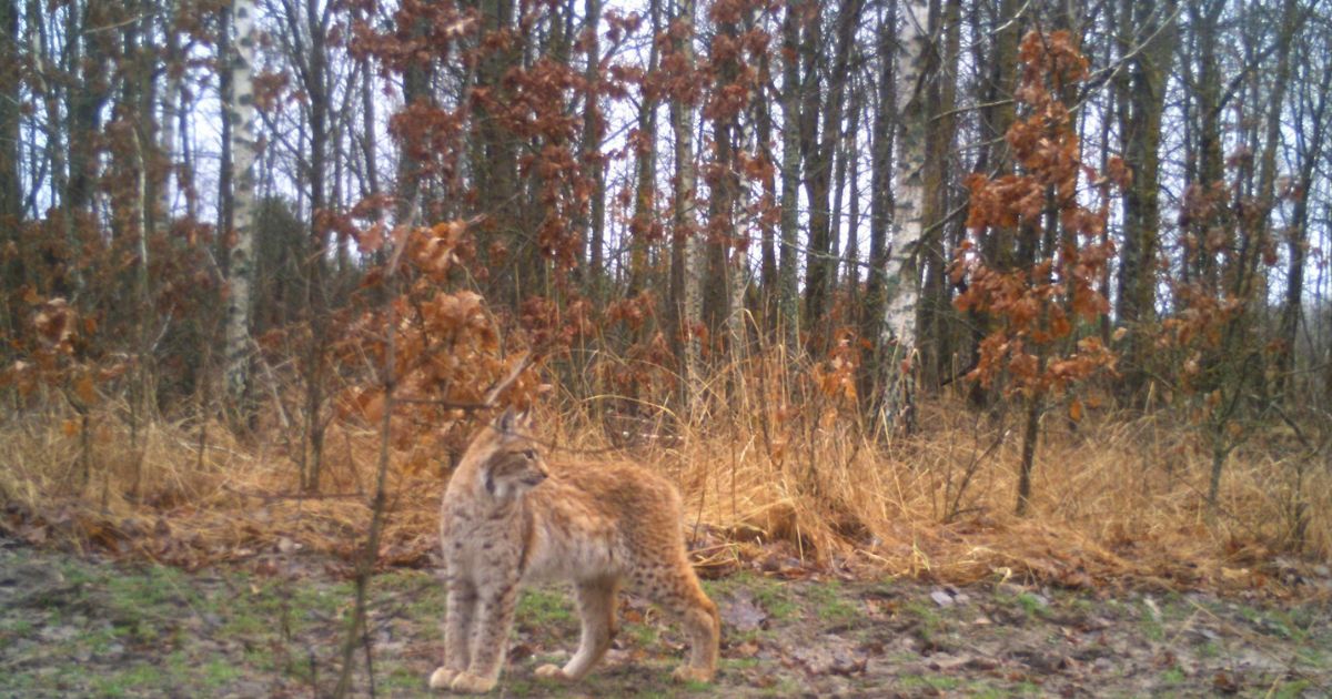 A lynx was caught by a photo trap in the Chornobyl Nature Reserve