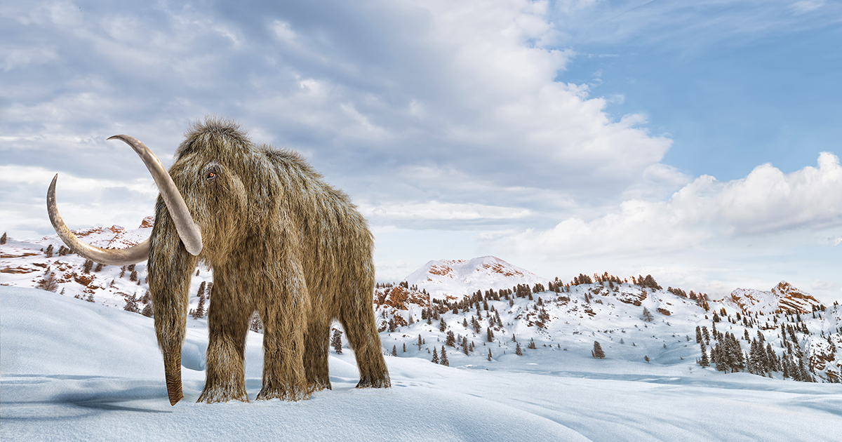 Scientists have studied the movement of the woolly mammoth by the remains of minerals on its tusks