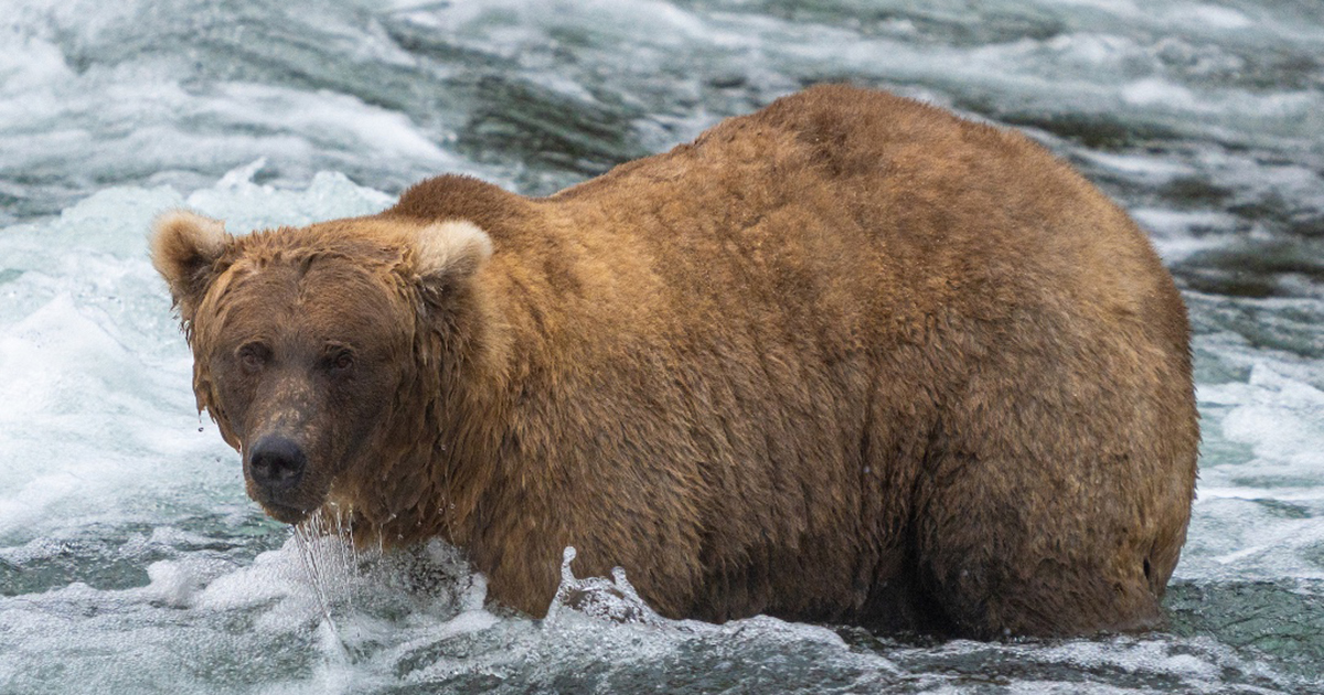 In the National Park in Alaska, the winner of the Fat Bear Week contest was shown