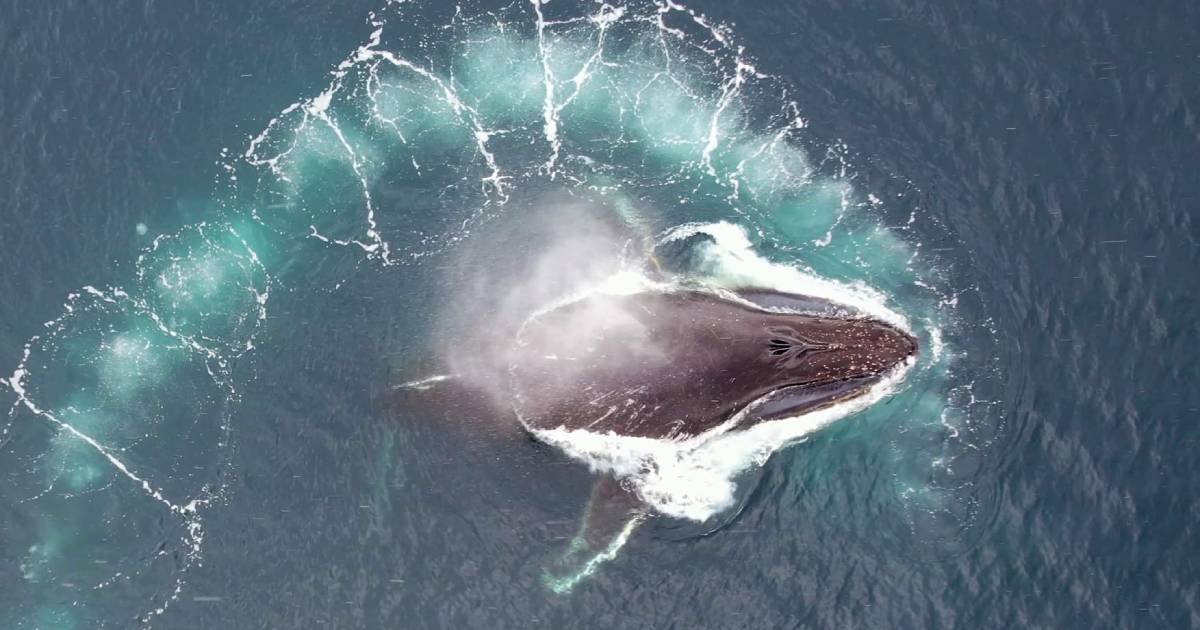 Ukrainian polar explorers began to study the behavior of whales with the help of drones.  PHOTO