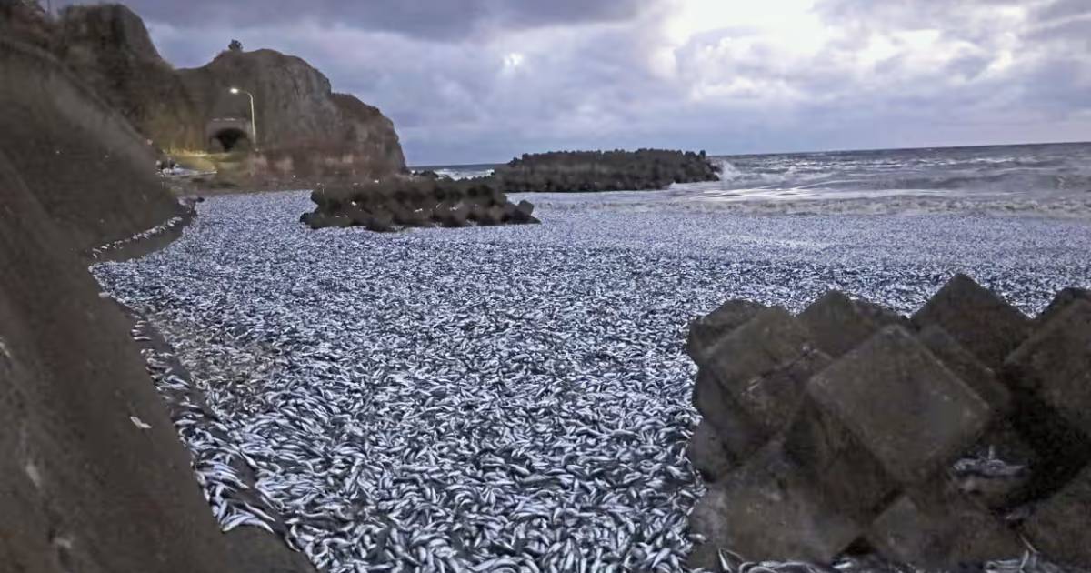 In Japan, 1.2 thousand tons of fish washed ashore: the reason is being investigated