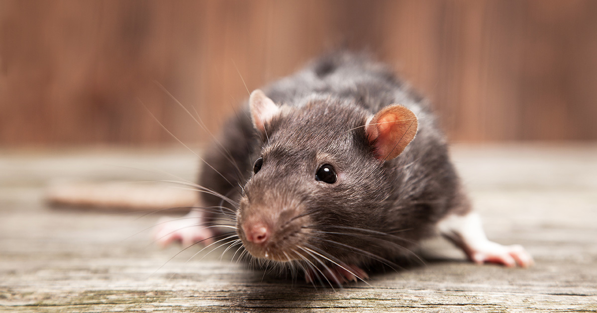 Scientists found rats infected with COVID-19 in New York – study