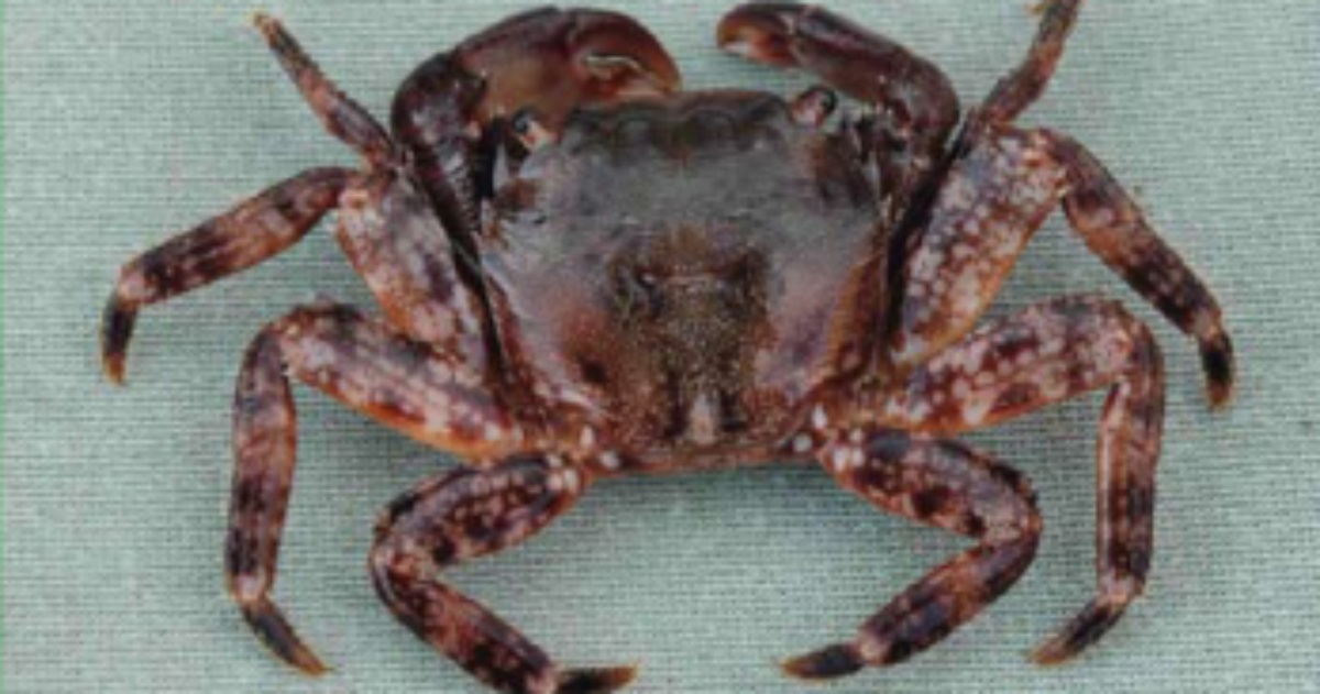 Red book marble crabs and seahorses have returned to Odesa Bay – the head of the Regional State Administration