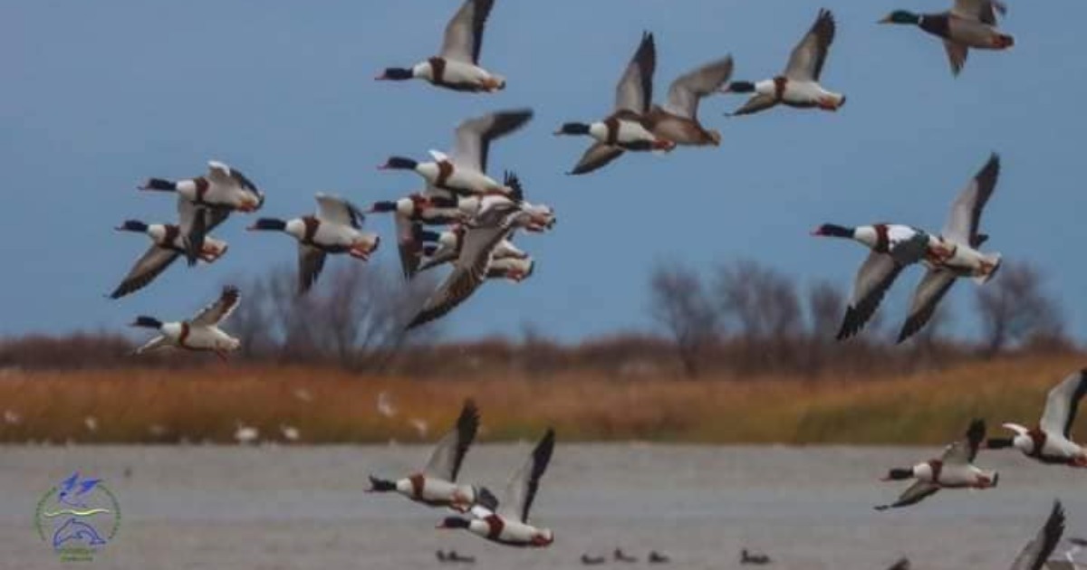 Tens of thousands of Galagas have flown into the Tuzlivski Lymani National Park.  PHOTO