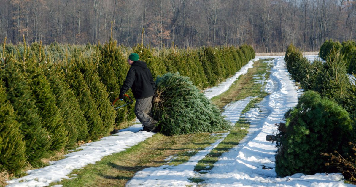 Growing Christmas trees on farms can help wildlife – ecologists