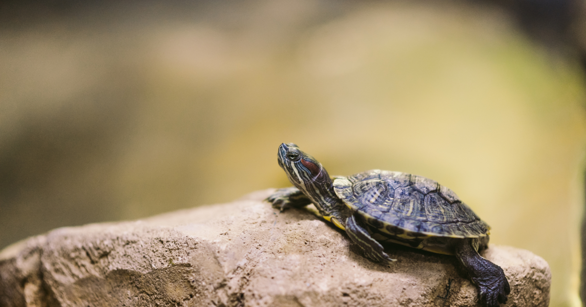 In Odessa, a man satiated his hunger with a turtle – now he is threatened with imprisonment
